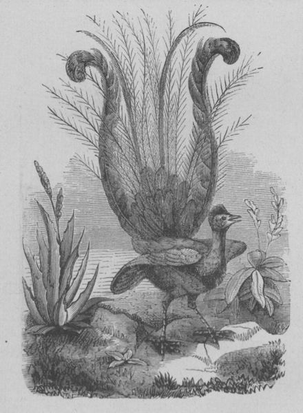 Fichier:Lyre Buffon jeunesse.jpg
