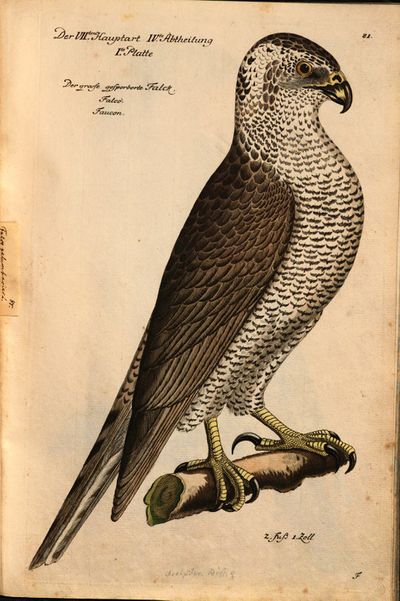 Frisch, Johann Leonhard- Vorstellung der Vögel in Teutschland MDZ page 199.jpg