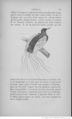 Buffon illustré de la jeunesse - 1893 Gallica page f175.jpg