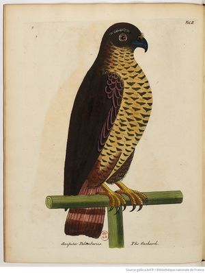 Histoire naturelle des oiseaux (1750) Albin Gallica tome 2 page 32.jpg
