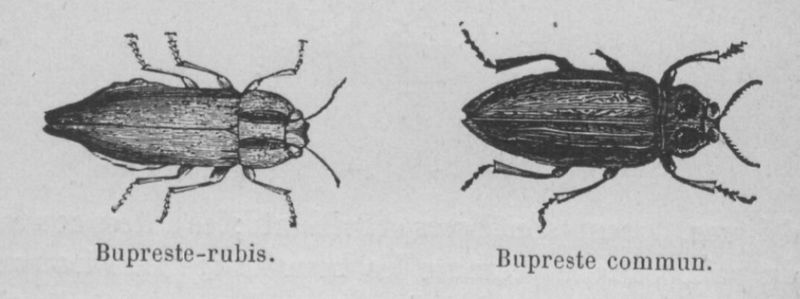 Fichier:Buprestes Buffon jeunesse.jpg