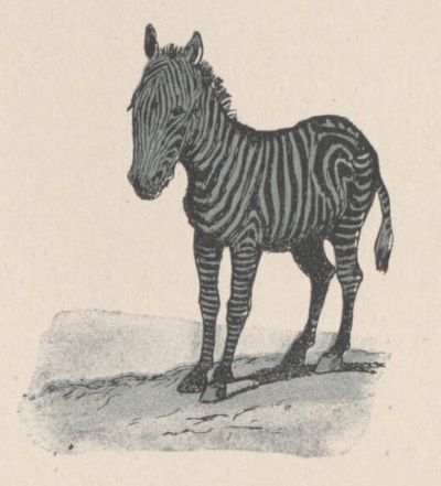 Zèbre Buffon Rabier.jpg