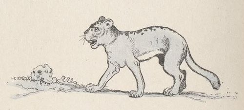 Cougar Benjamin Rabier.jpg