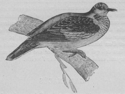Pigeon Buffon jeunesse.jpg