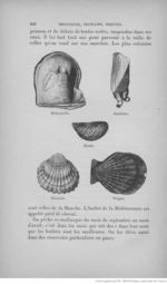 Buffon illustré de la jeunesse - 1893 Gallica page f276.jpg
