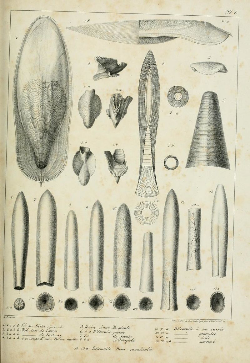 Mémoire bélemnites (1827) Blainville BHL page 151.jpg