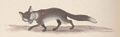 Renard 2 Rabier.jpg