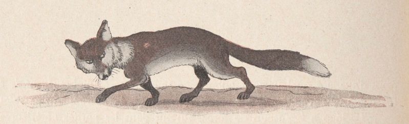 Fichier:Renard 2 Rabier.jpg