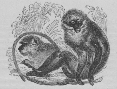 Mangabey Buffon jeunesse.jpg