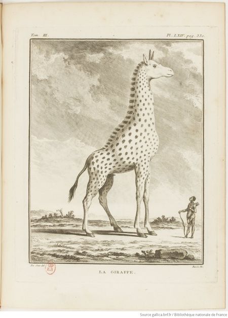 Buffon Hist Nat E.O. Tome 32 f479.jpg