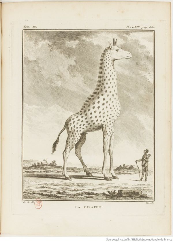 Buffon Hist Nat E.O. Tome 32 f479.jpg