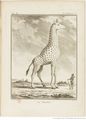 Buffon Hist Nat E.O. Tome 32 f479.jpg