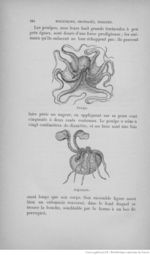Buffon illustré de la jeunesse - 1893 Gallica page f272.jpg