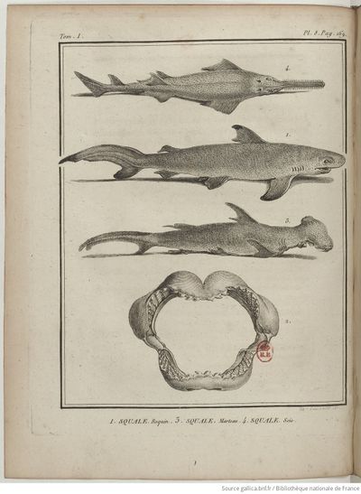 Buffon Hist Nat E.O. Tome P1 f356.jpg