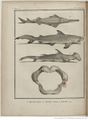 Buffon Hist Nat E.O. Tome P1 f356.jpg