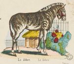 Zèbre JDP Paris Eipnal.jpg