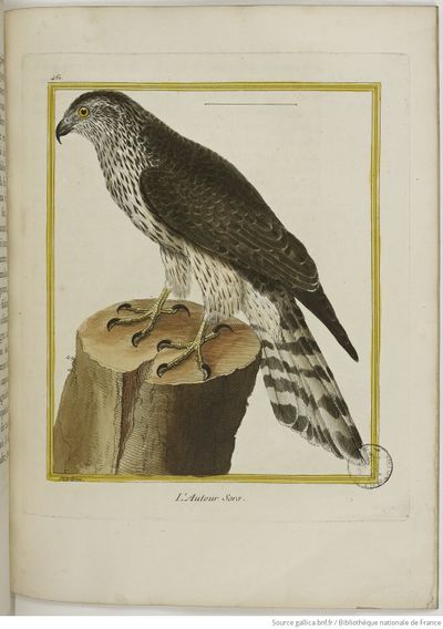 Buffon Hist Nat Oiseaux 2 Tome 1 f275.jpg