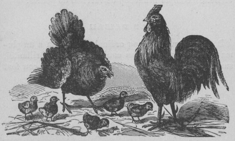 Fichier:Coq Buffon jeunesse.jpg