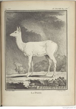 Buffon Hist Nat E.O. Tome 6 f257.jpg
