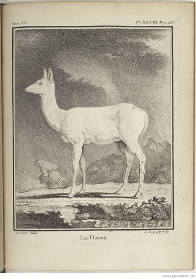 Buffon Hist Nat E.O. Tome 6 f257.jpg
