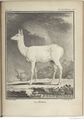 Buffon Hist Nat E.O. Tome 6 f257.jpg