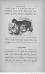 Buffon illustré de la jeunesse - 1893 Gallica page f81.jpg