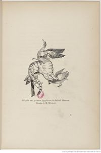 Les chats (1870) Champfleury Gallica f31.jpg