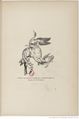 Les chats (1870) Champfleury Gallica f31.jpg