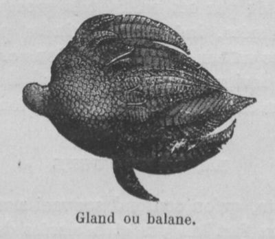 Balane Buffon jeunesse.jpg