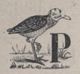 Alphabet Doudet Panthère lettrine.jpg