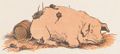 Buffon Rabier Cochon image 2.jpg