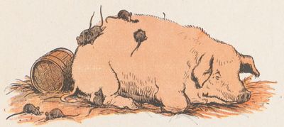 Buffon Rabier Cochon image 2.jpg