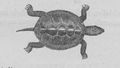 Buffon illustré de la jeunesse - 1893 Gallica image page 233.jpg