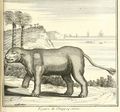 Hippopotame Maillet.jpg