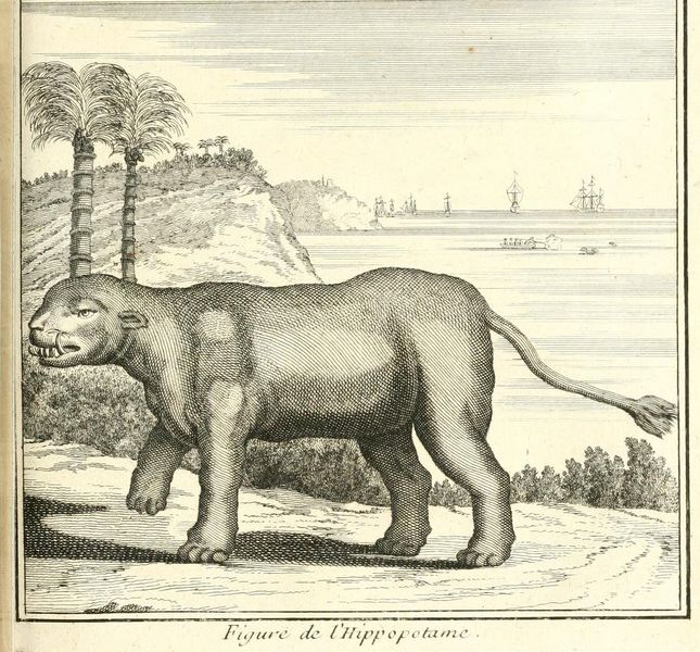 Fichier:Hippopotame Maillet.jpg