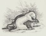 Lapin furet Buffon jeunesse 1883.jpg