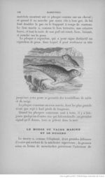 Buffon illustré de la jeunesse - 1893 Gallica page f146.jpg