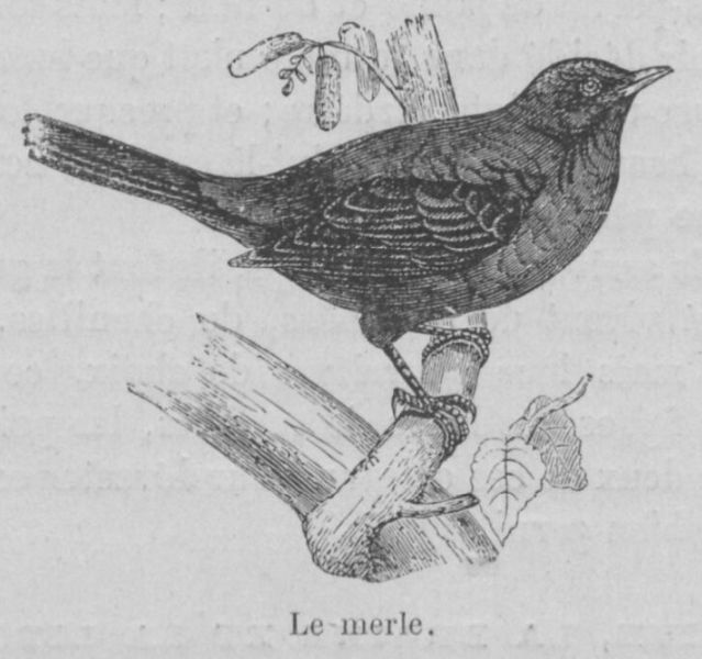 Fichier:Merle Buffon jeunesse.jpg