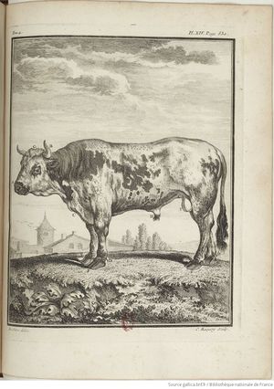 Buffon Hist Nat E.O. Tome 4 f581.jpg