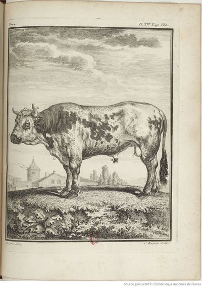 Buffon Hist Nat E.O. Tome 4 f581.jpg