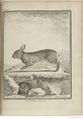 Buffon Hist Nat E.O. Tome 6 f453.jpg