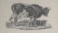 Alphabet Doudet Vache.jpg