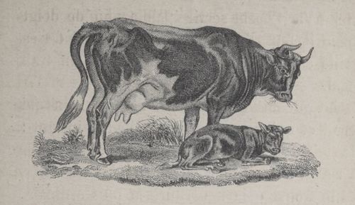 Alphabet Doudet Vache.jpg