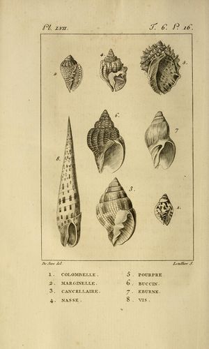 Histoire naturelle des mollusques (1801) Montfort, tome 6, pages 32.jpg