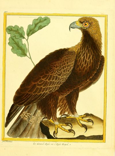 Planches enluminées Buffon oiseaux BHL T5 p 27.jpg