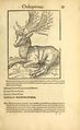 Icon animal quadrup Gessner BHL f 61.jpg