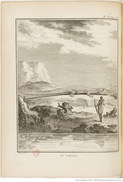 Buffon Hist Nat E.O. Tome 37 f292.jpg