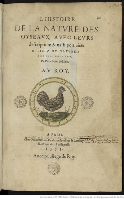 Hist. Nat. Oyseaux (1555) Belon Gallica page 7.jpg