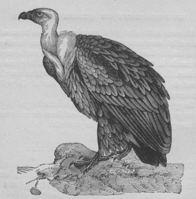 Vautour Buffon jeunesse.jpg