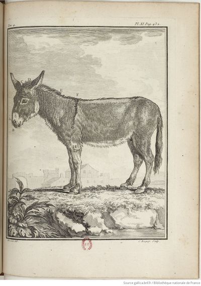 Buffon Hist Nat E.O. Tome 4 f477.jpg